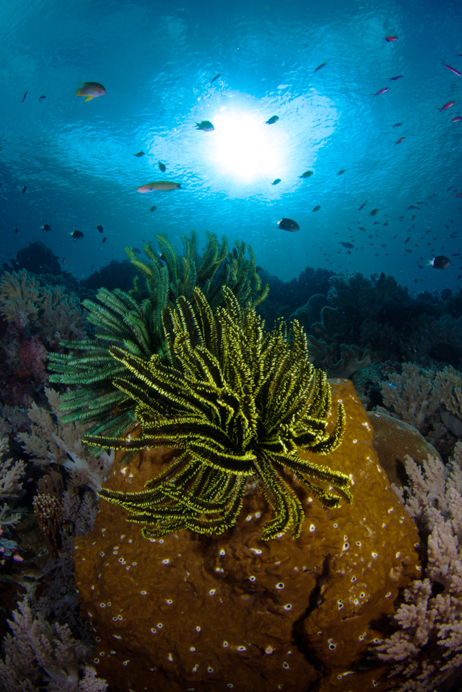 Ocean Safari Scuba | Blog | Plant or Animal?
