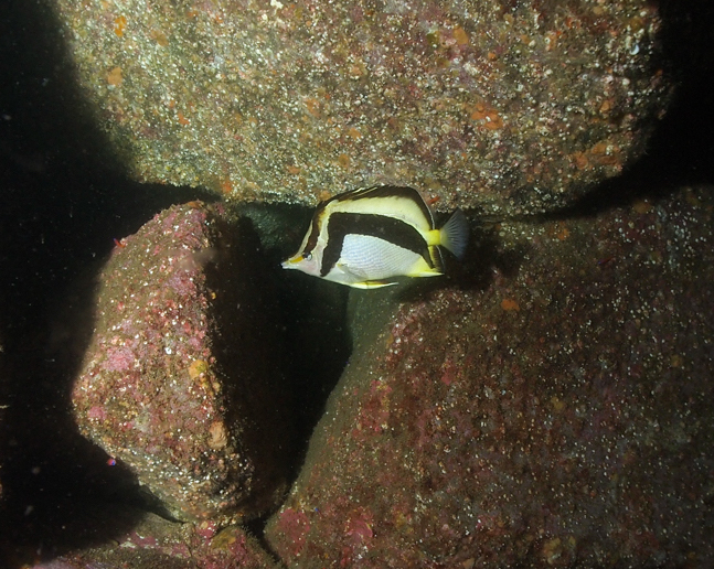 Scythe Butterflyfish