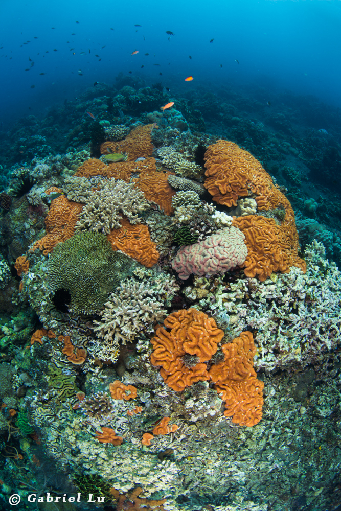 Ocean Safari Scuba | Blog | Underwater Bouquet