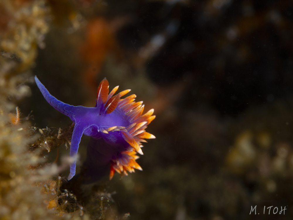 Bright purple and orange Spanish shawl. This flamboyant nudibranch adds bright flash of color to Southern California's underwater scene.