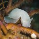 Berthella californica (California sidegill) from Santa Barbara Island 8/25-26/18
Not very flashy, but very elegant sea slug