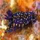 California blue dorid - different color variation from the ones we see around the Channel Islands.