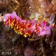 Hermosita sangria - my first sighting of this nudibranch.