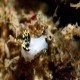 Polycera tricolor (three colored nudibranch) from Gull Island 5/12/18
First time I've ever seen this one. 