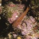 Zebra Goby - they are so skittish it's hard to take a good picture of them