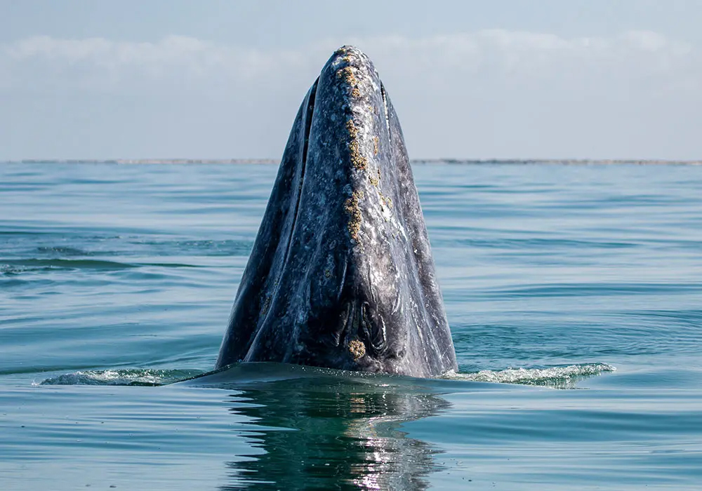 Gray Whales Glamping Adventure, San Ignacio, Baja California Sur 2023
