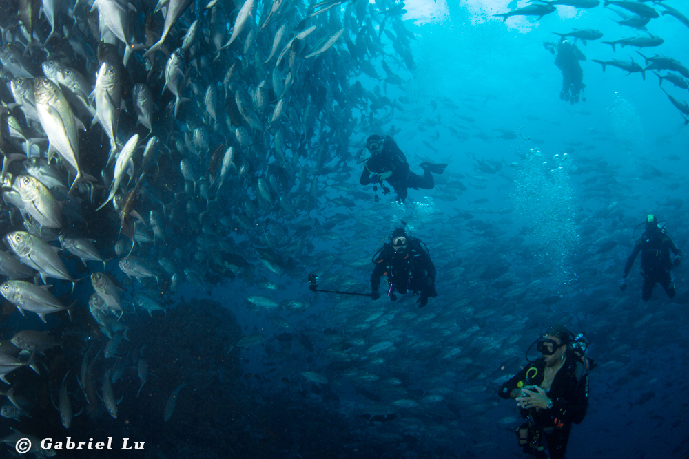 Malpelo and Gorgona Islands, Dive Expedition 2027