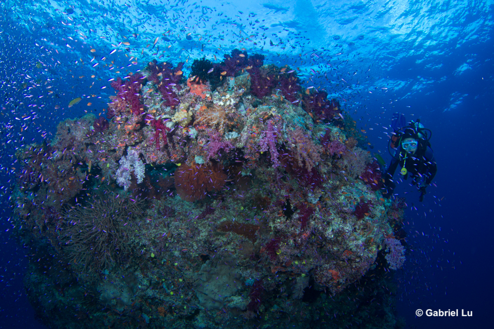 Fiji Dive & Eco Expedition 2022